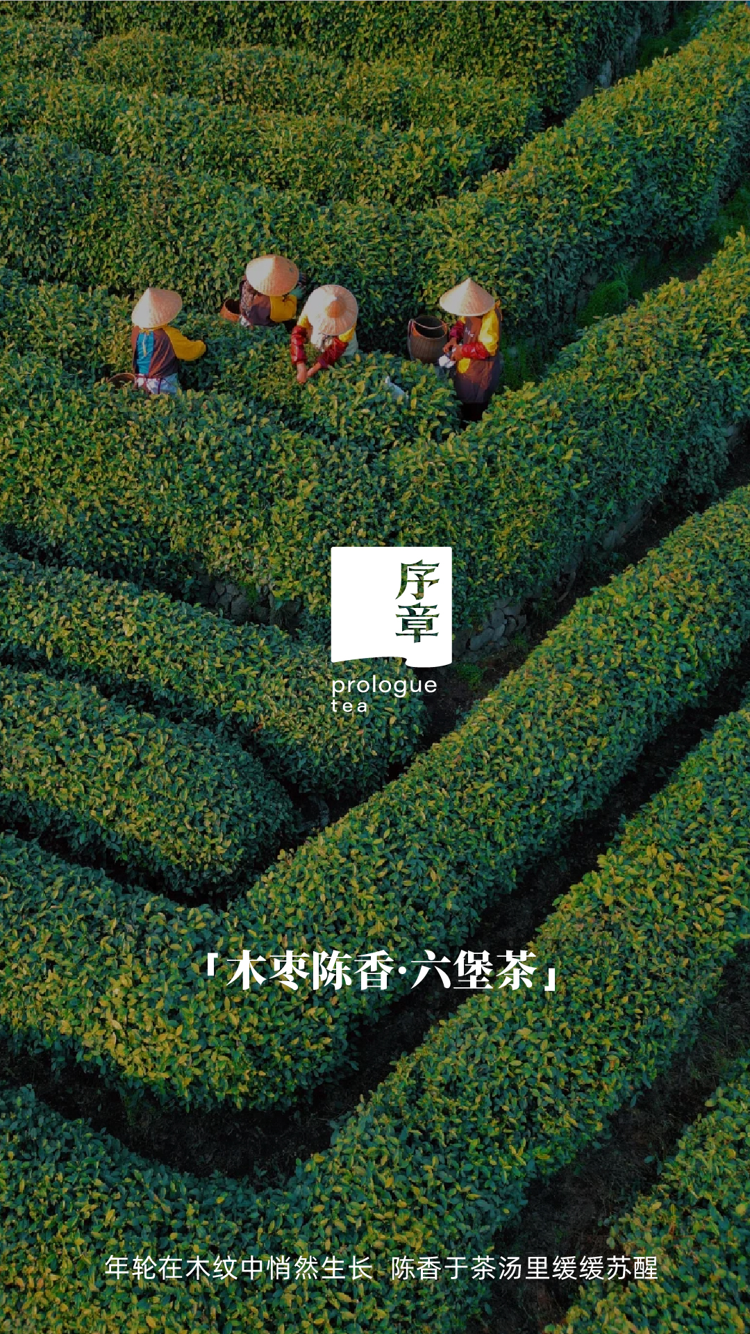 木枣2025款_画板 1 副本 8.jpg